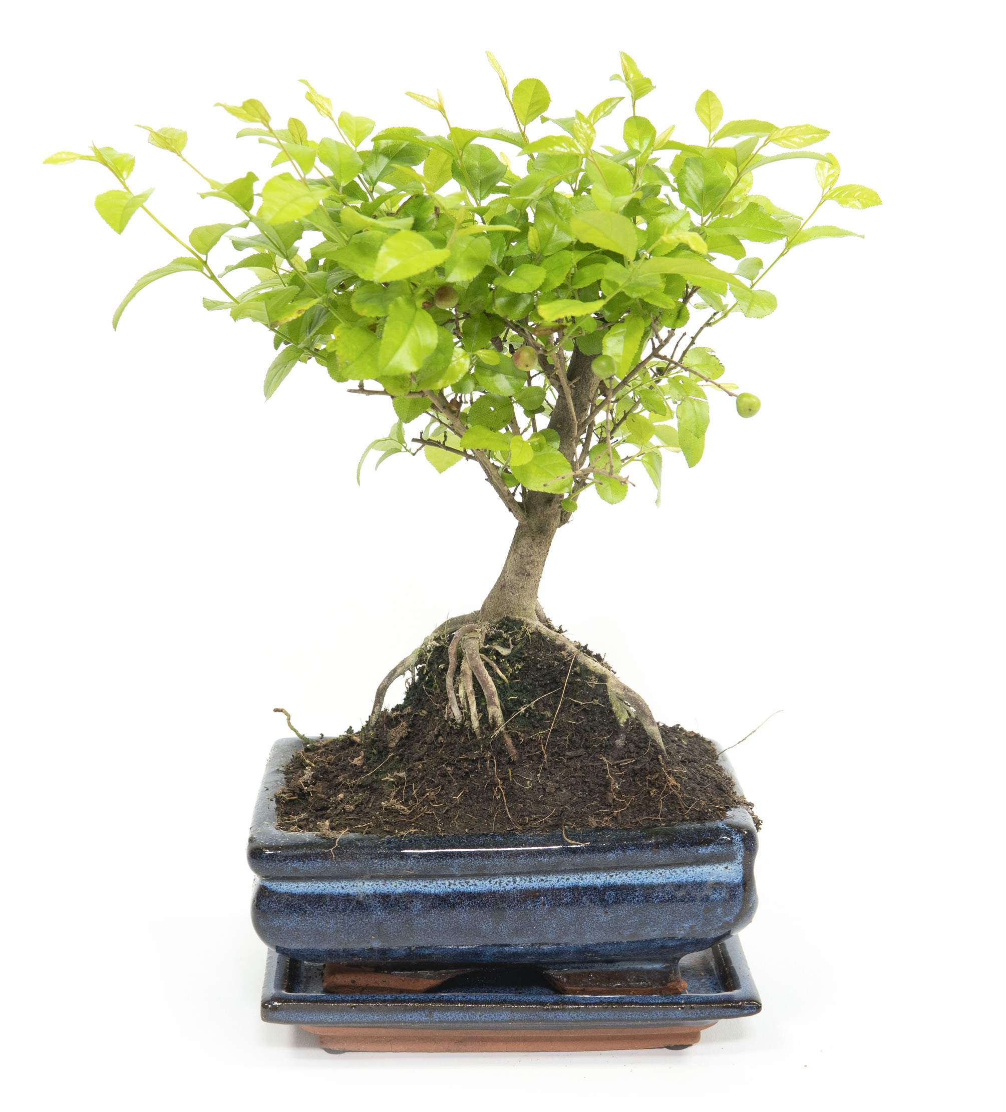 Bonsai Sageretia thea, in Keramikschale, 12 x 8cm, Sageretie, Höhe ca